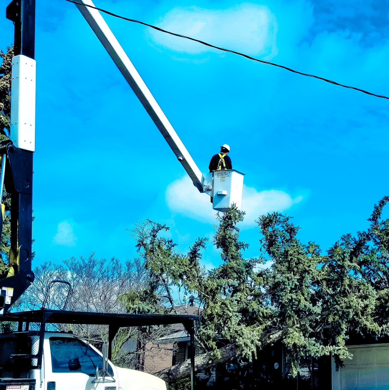 A professional arborist performing trimming work using a bucket lift for safe branch cutting.