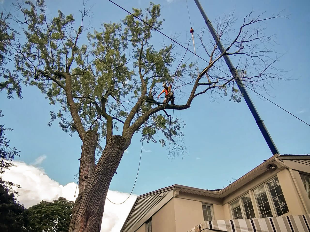 Pruning of a large tree using a crane to ensure safety at a private residence.