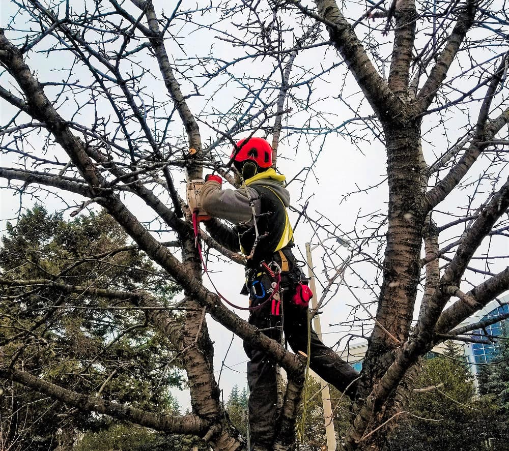 A professional arborist pruning a tree, equipped with a chainsaw and safety harness for secure work at heights.