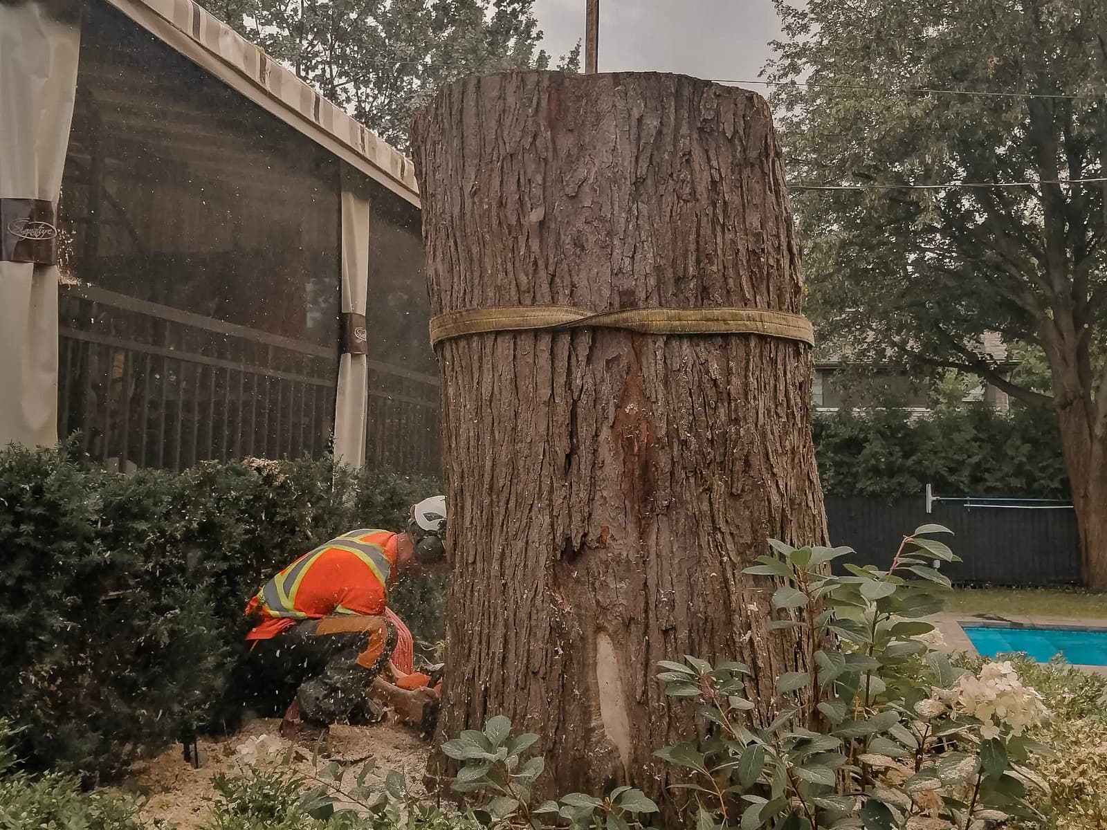 A professional arborist performing the felling of a massive tree, with the trunk secured for safe lifting.