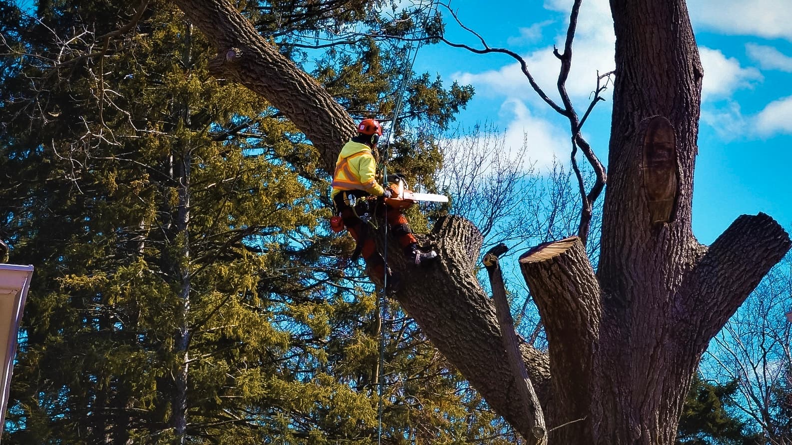 A professional tree trimmer cutting branches from a large tree, equipped with a chainsaw and safety harness.