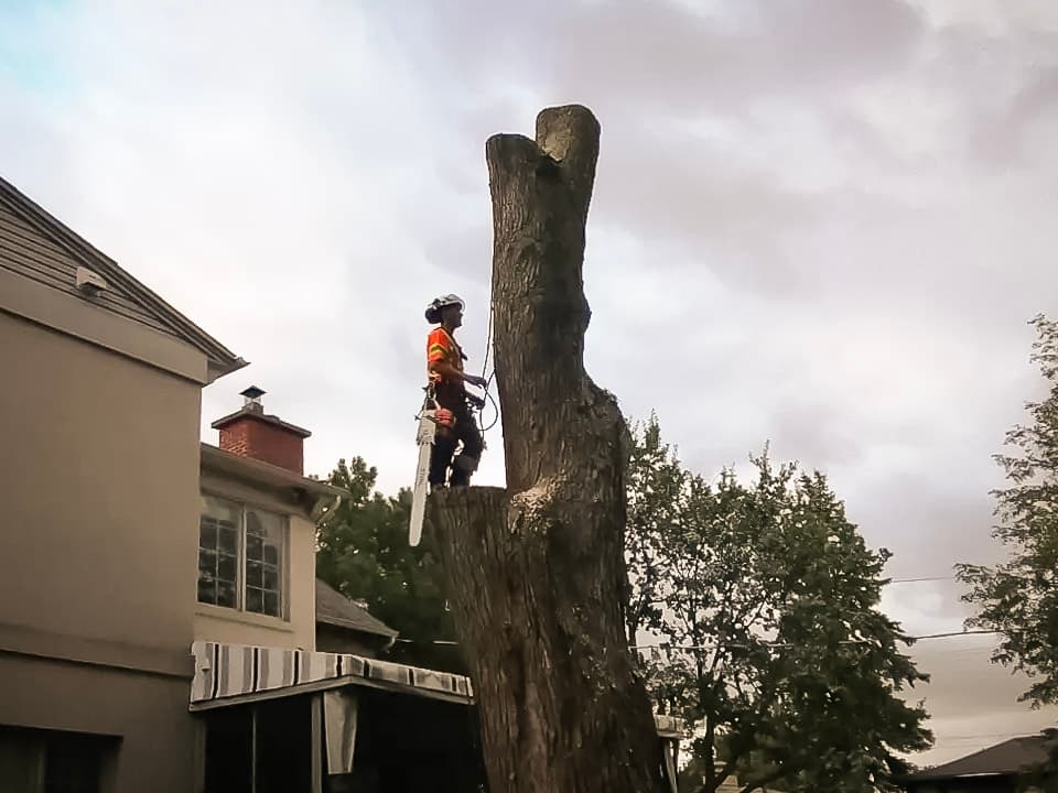 Hazardous tree felling with a professional arborist using a chainsaw and crane.