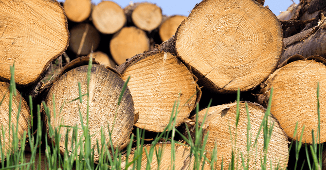 using softwood as firewood