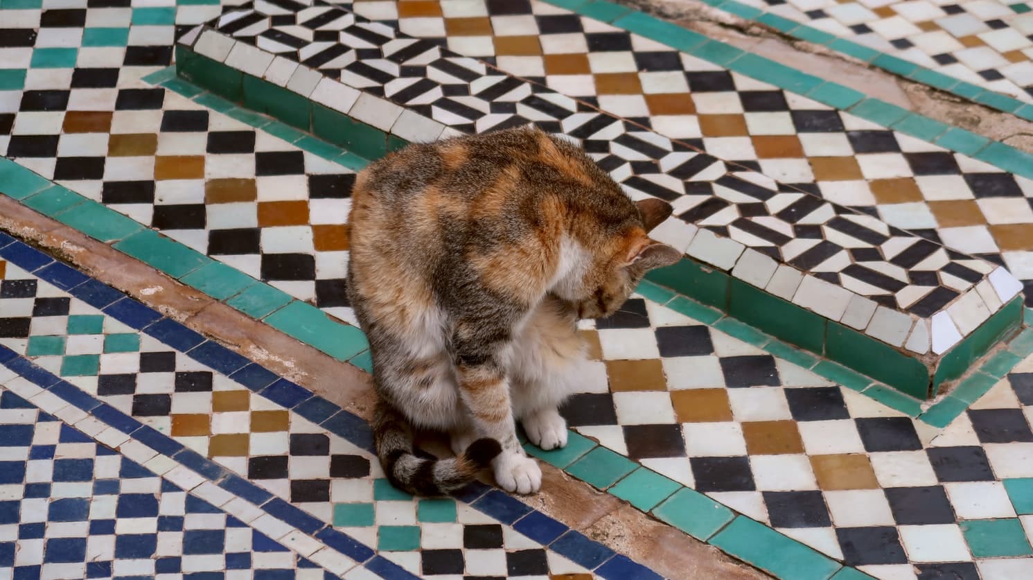 Cat on ceramic tiles.