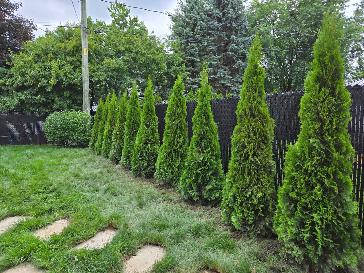 Young cedar trees planted in a row to create a cedar hedge along a residential privacy fence.