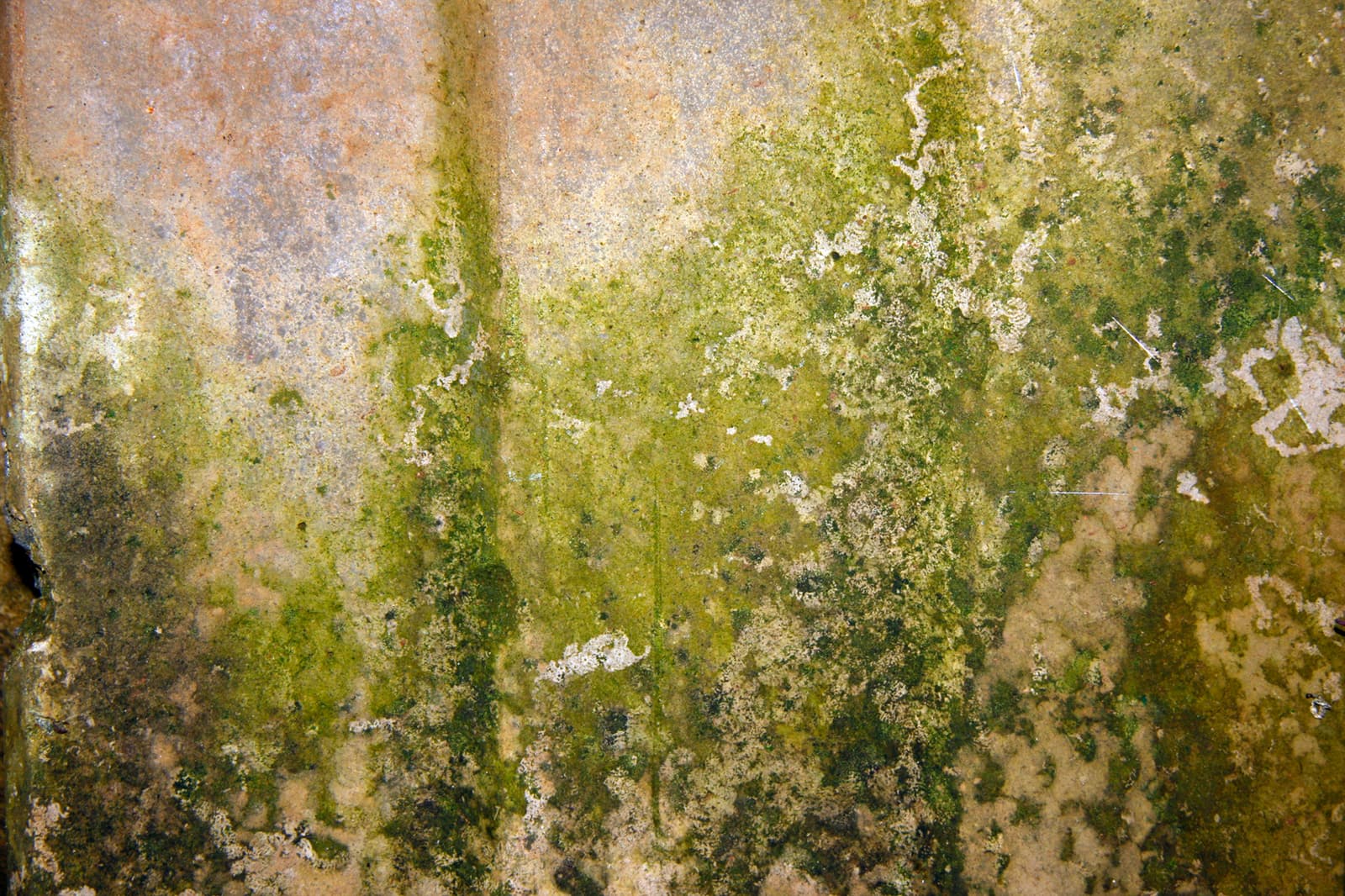 moisissures_Murs intérieurs qui suintent: causes et solutions_Soumission Rénovation